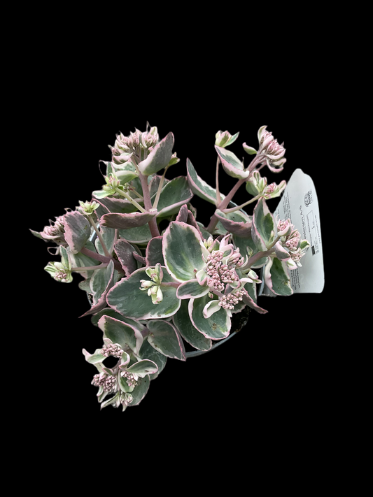 Sedum ‘La Vie en Rose’ P17 3 stk planter