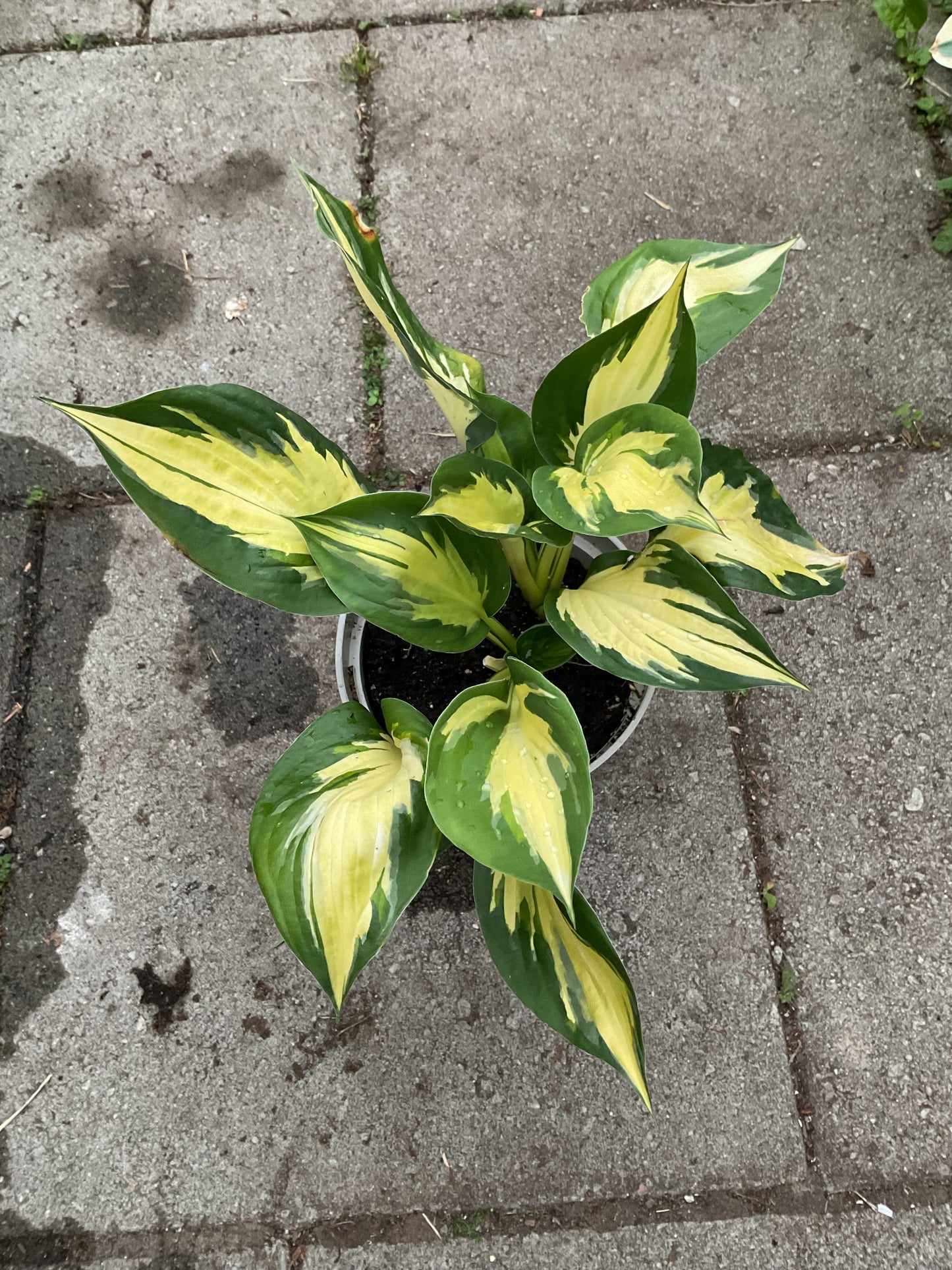 Hosta ‘Morning Light’