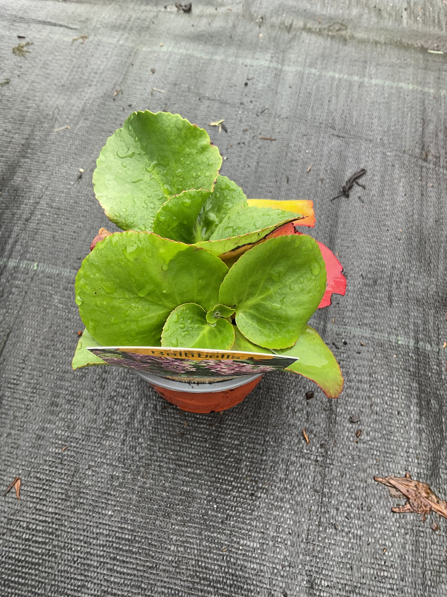 Bergenia cordifolia ‘Rotblum’