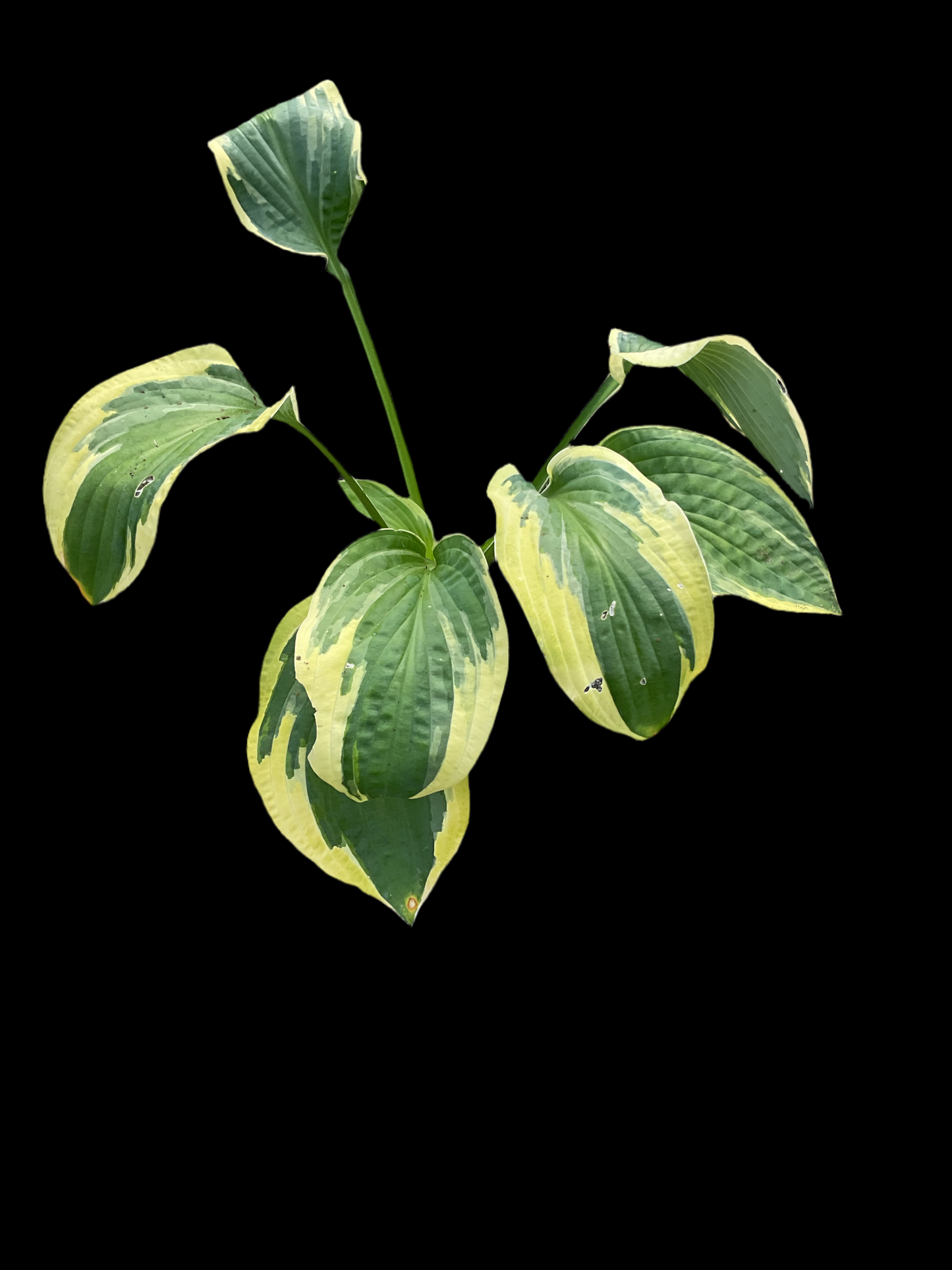 Hosta ‘Austin Dickinson’