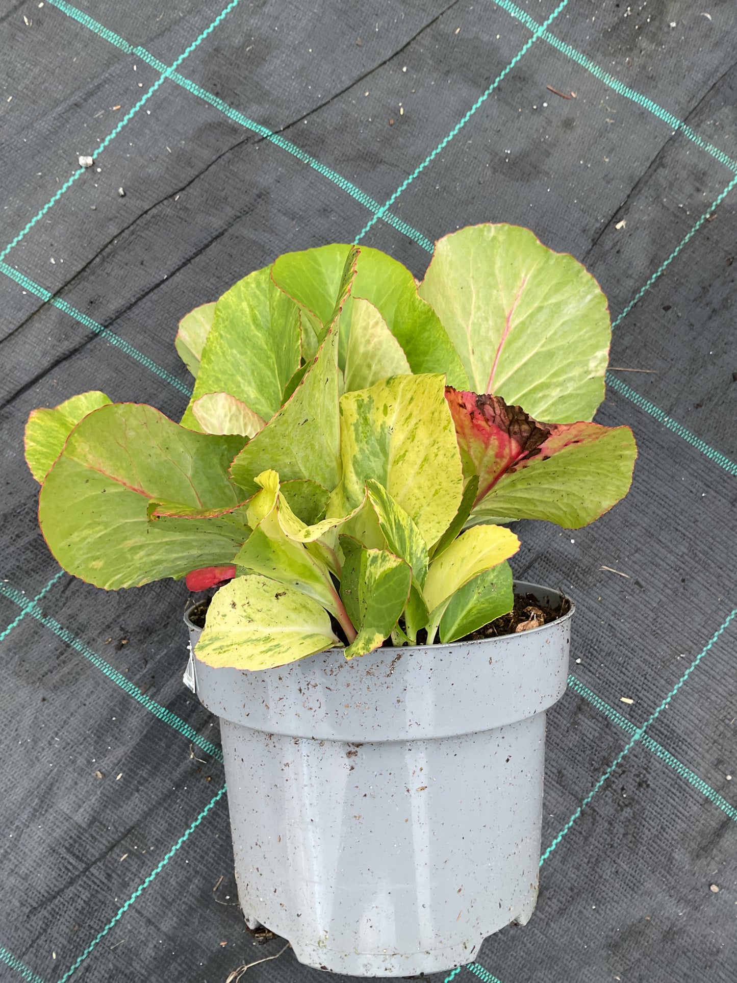 Bergenia cordifolia ‘Tubby Andrews’ P17