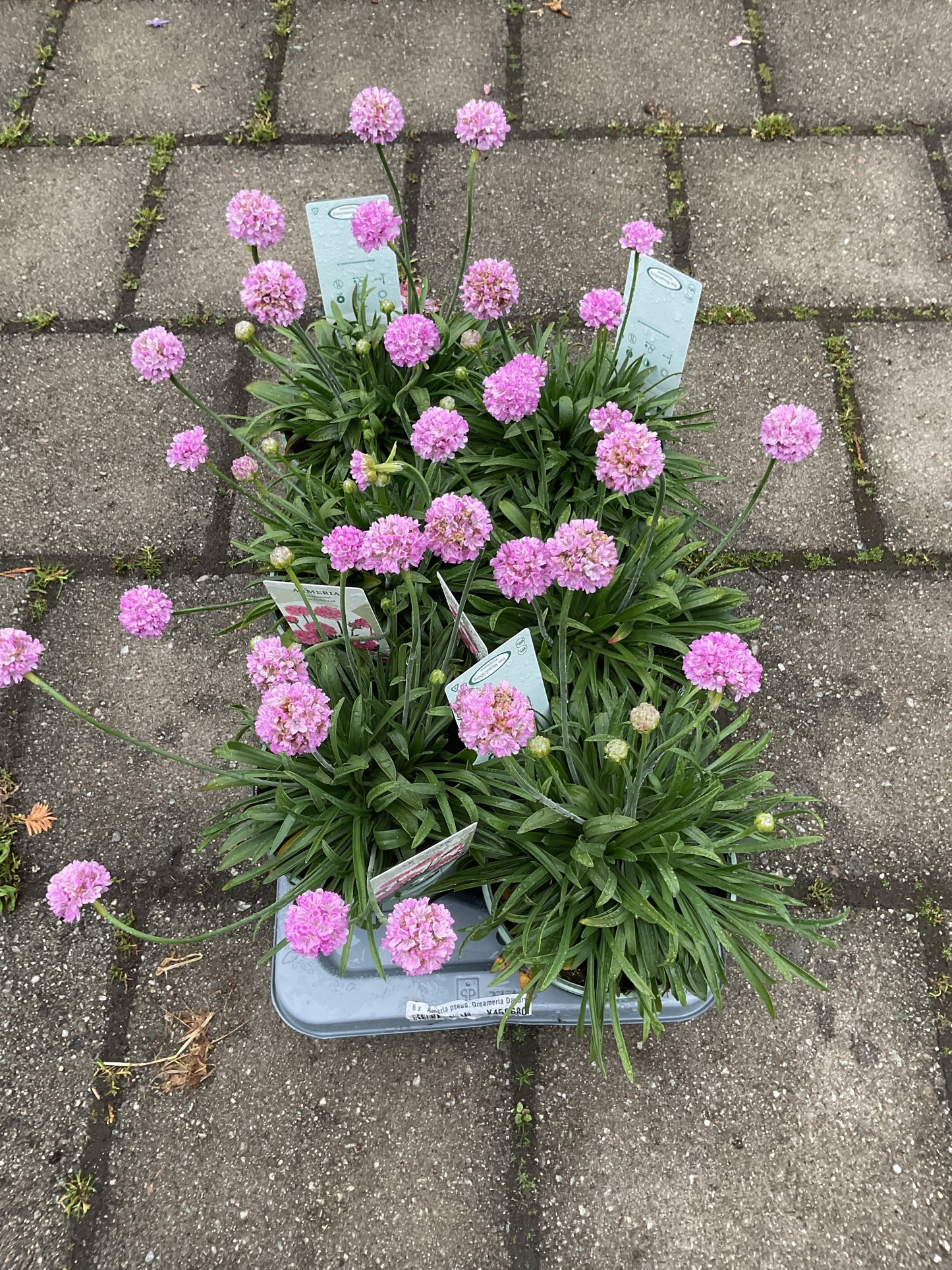 Dreameria ®️’Daydream’ P17 (Armeria pseudoarmeria)