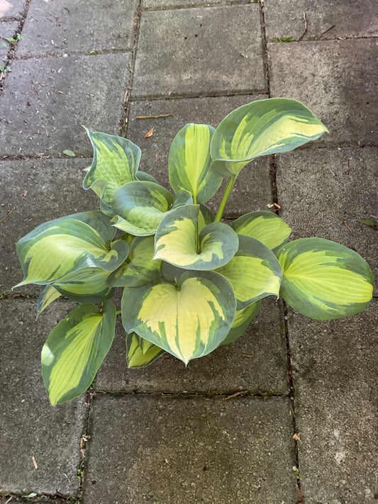 Hosta ‘Great Expectations’