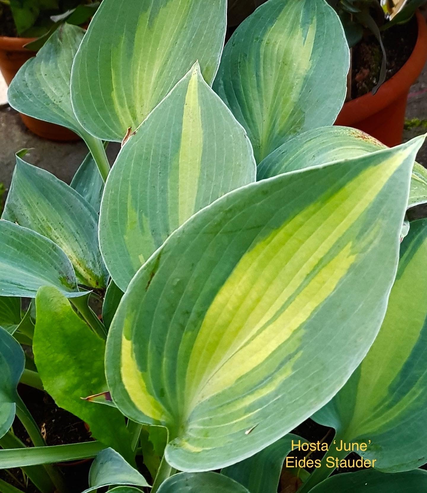 Hosta ‘June’