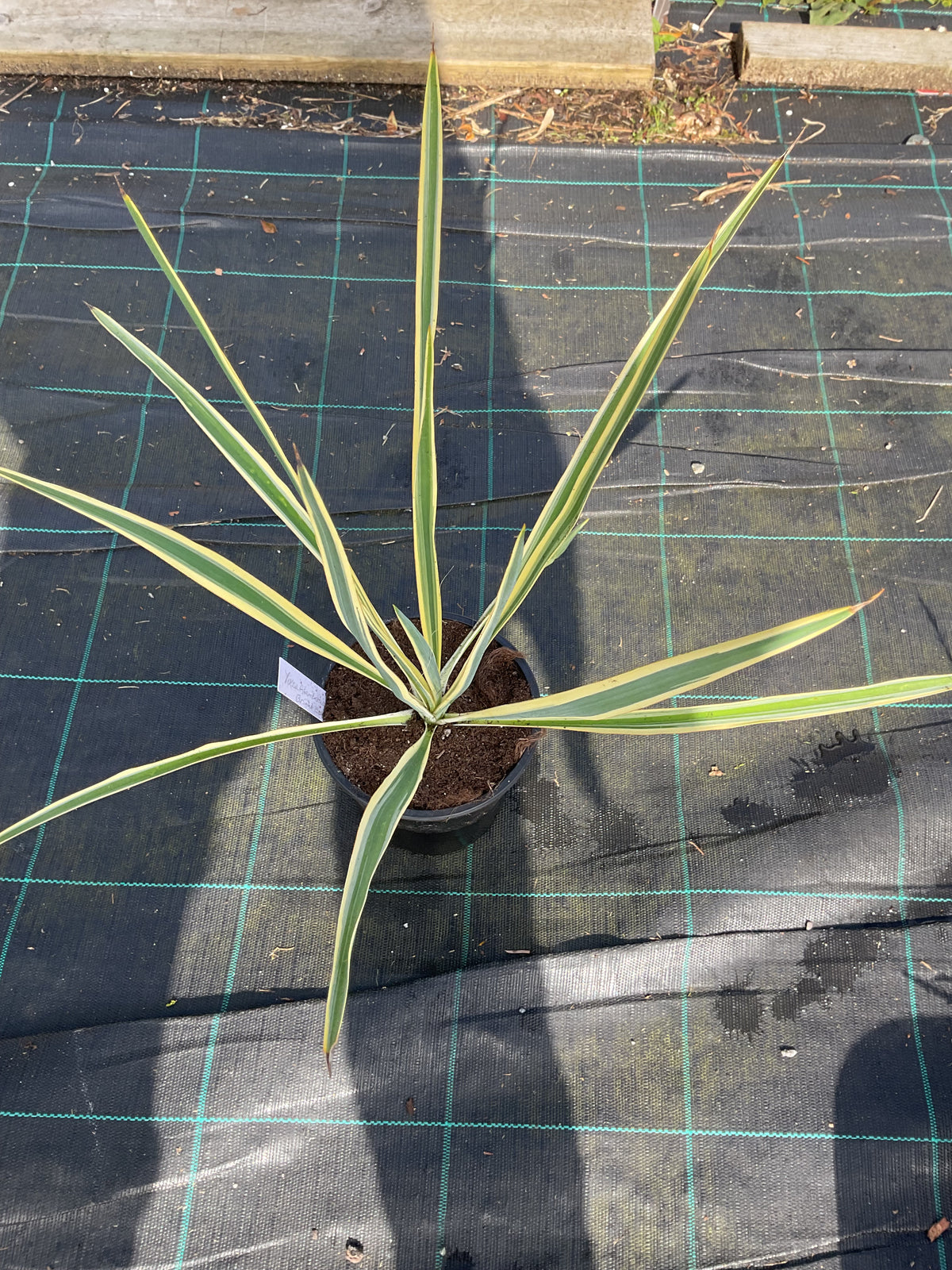 Yucca filamentosa ‘Bright Edge’ P15