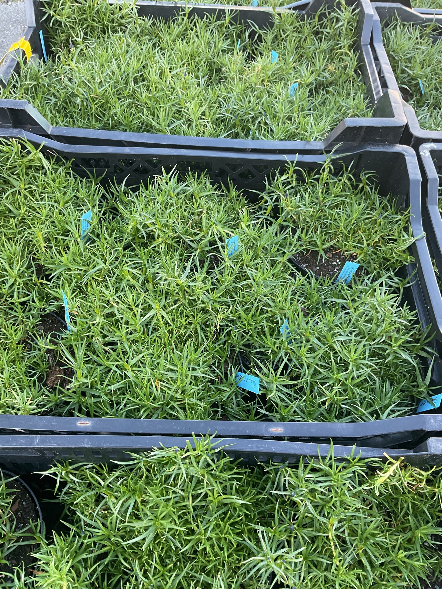 Gentiana sino-ornata ‘Blauer Zwerg’ P17