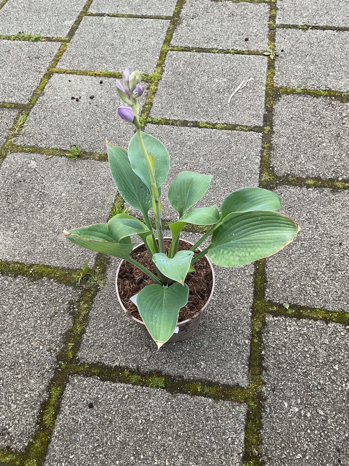 Hosta ‘Zitronenfelter’ P15