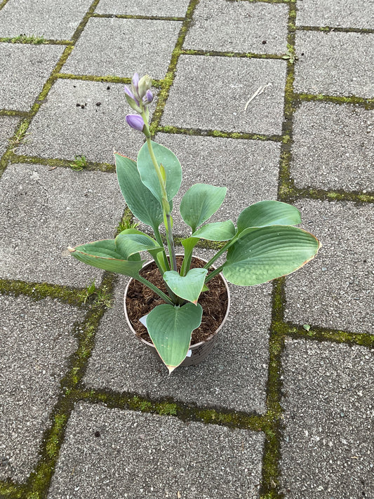 Hosta ‘Zitronenfelter’ P15