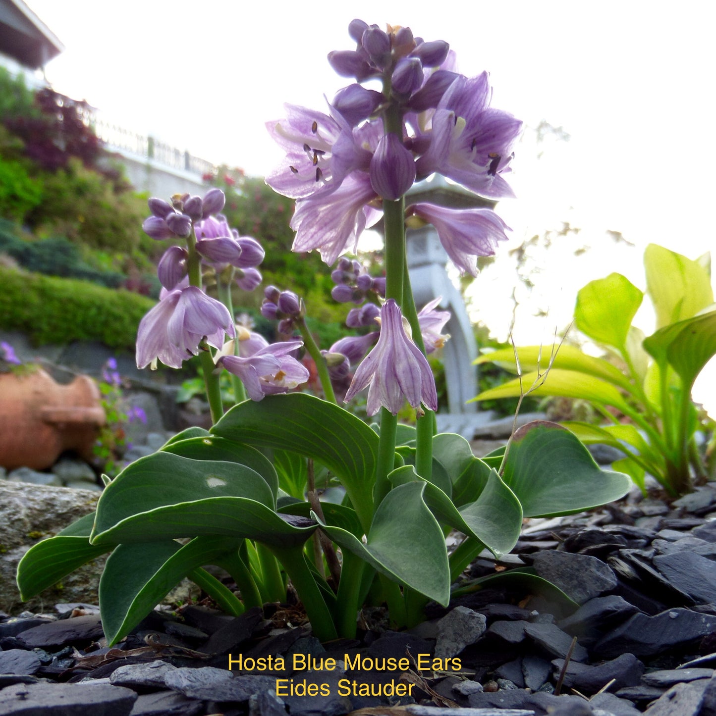 Hosta ‘Blue Mouse Ears’