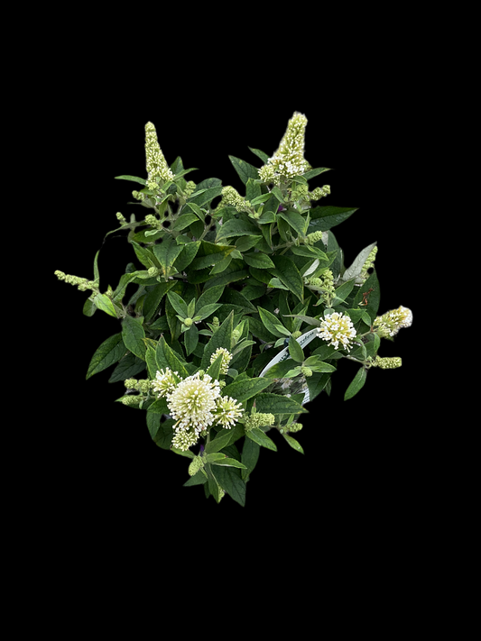 Buddleia davidii ‘Little Rockstars’®️ White P13