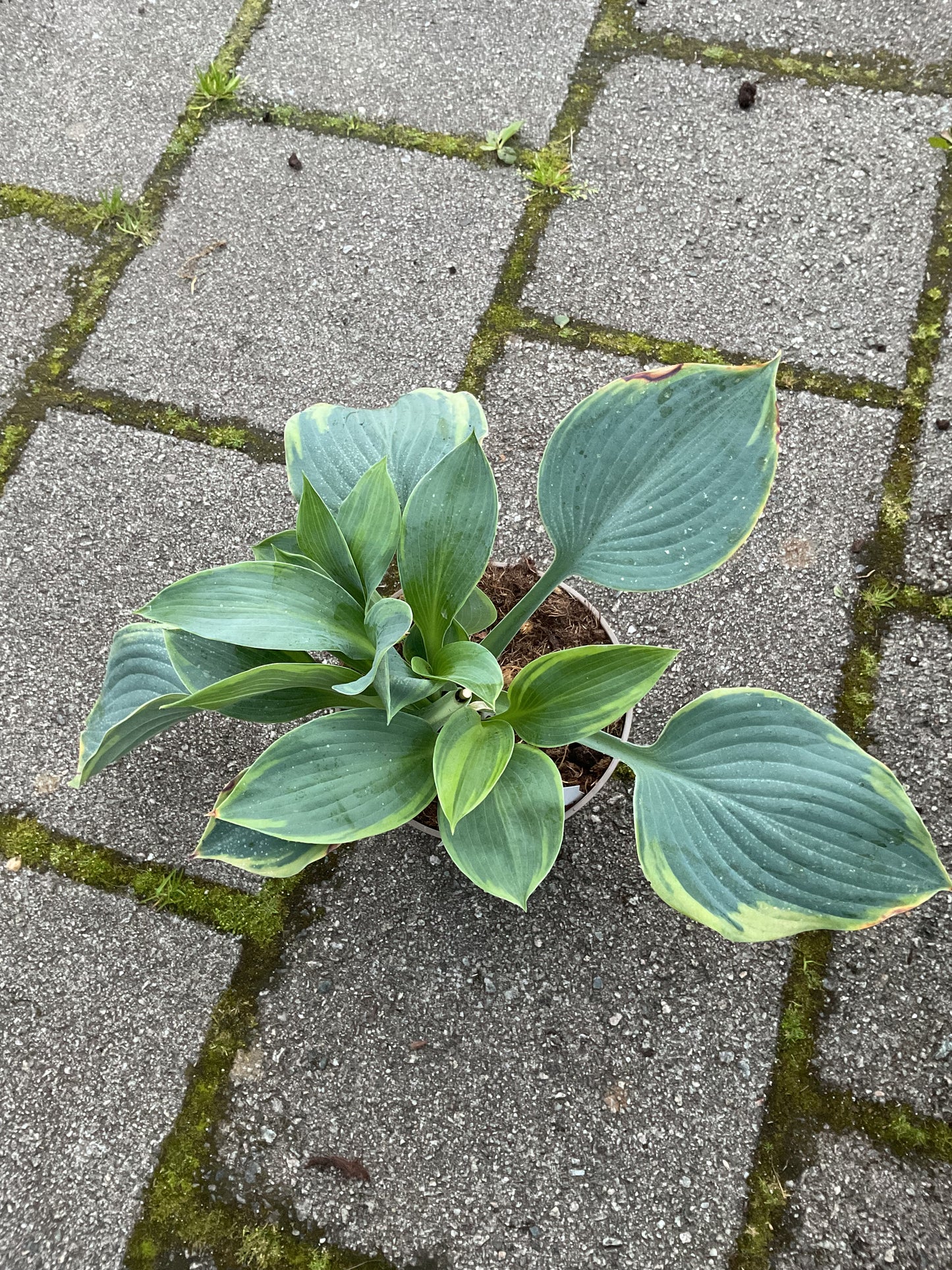 Hosta ‘Alvaline Tailor’ P15