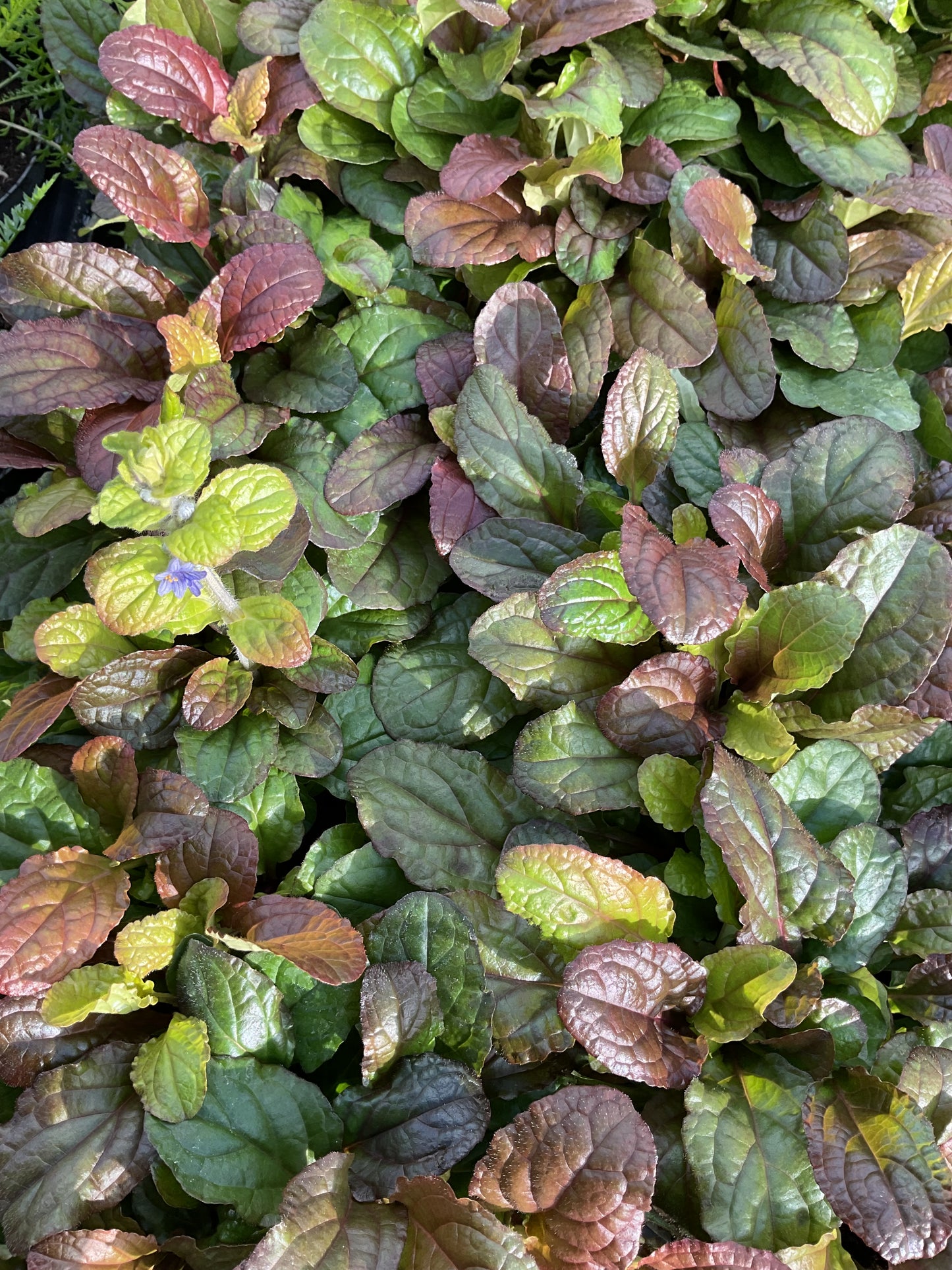 Ajuga reptans ‘Atropurpurea’ P13
