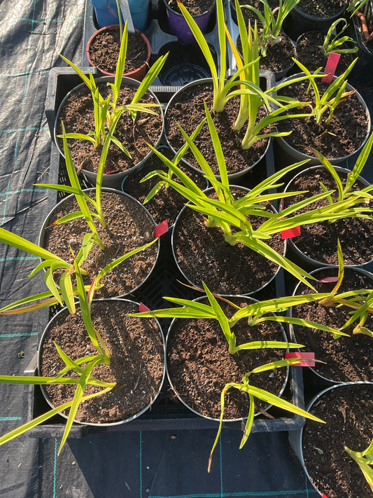 Hemerocallis ‘Orchid Candy’ P21