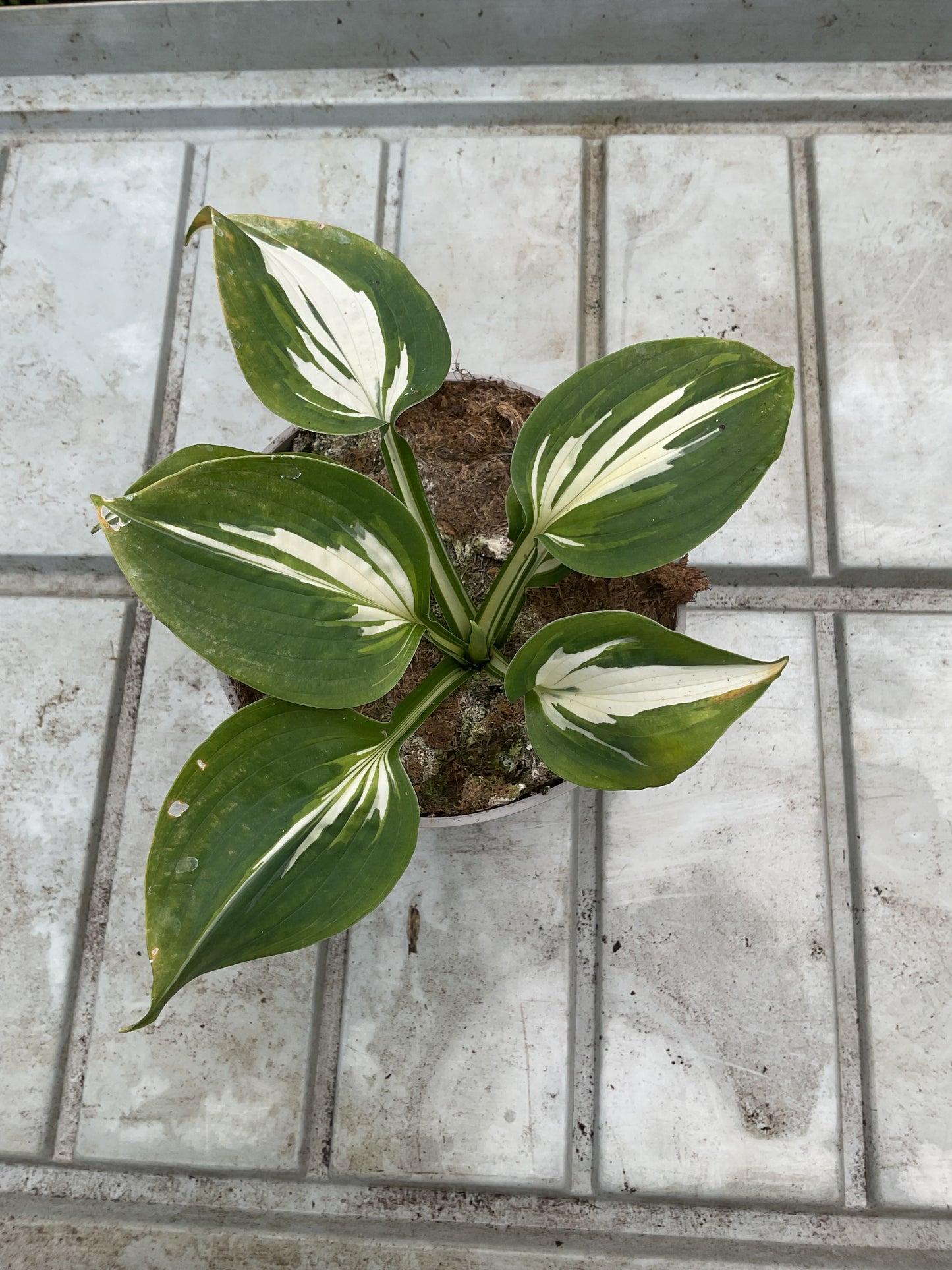 Hosta ‘Half and Half’ P15