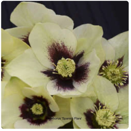 Helleborus orientalis ‘Spanish Flare’ P17