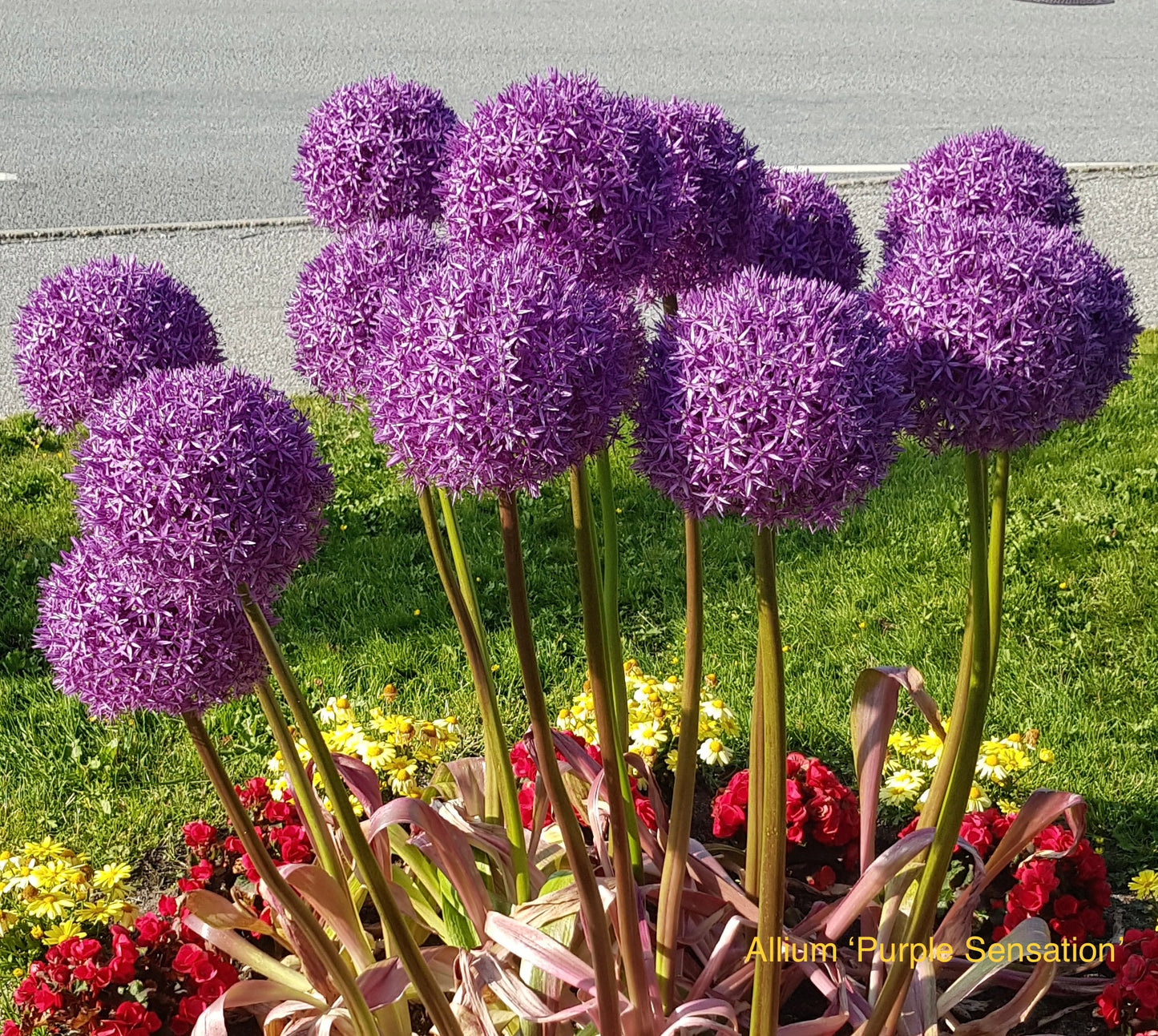 Allium aflatunense ‘Purple Sensation’