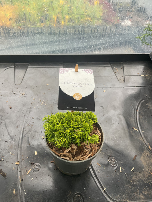 Chamaecyparis ‘Aurora’ P10