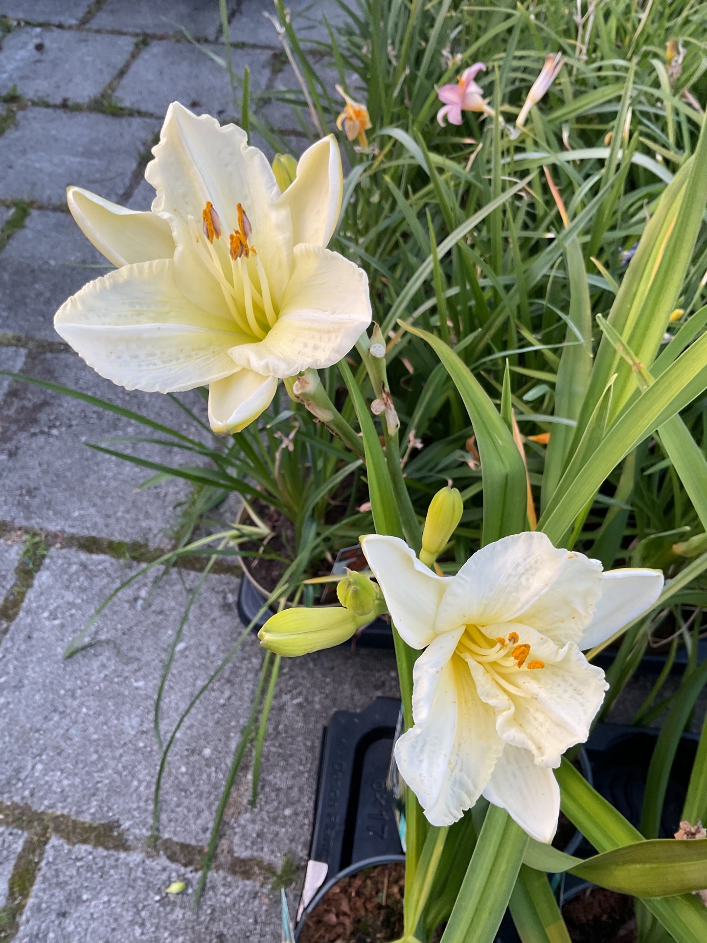 Hemerocallis ‘Longfields Pearl’ P17