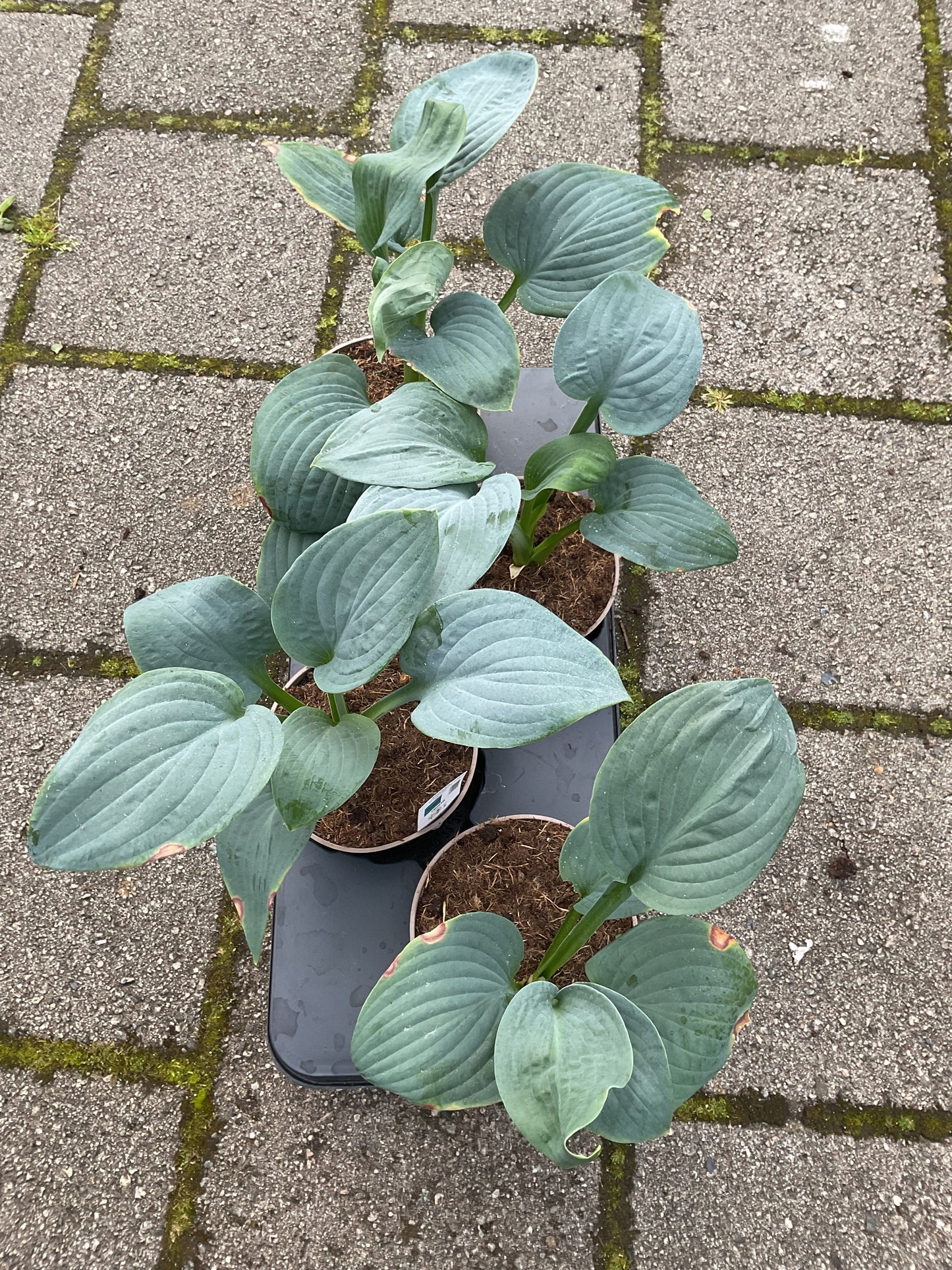 Hosta ‘Generation X’  P15