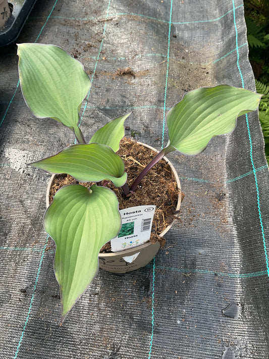 Hosta ‘Aquamarine’®️ P15