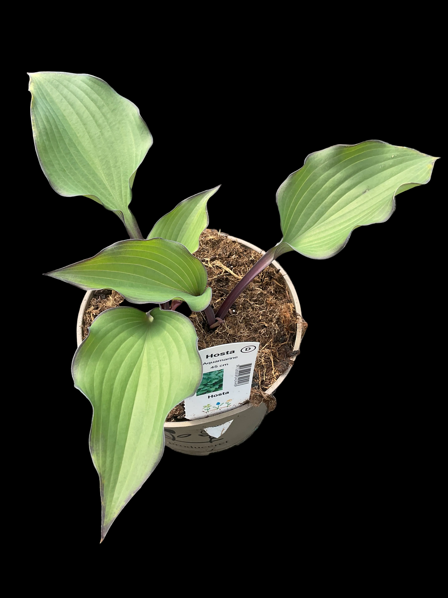 Hosta ‘Aquamarine’®️ P15
