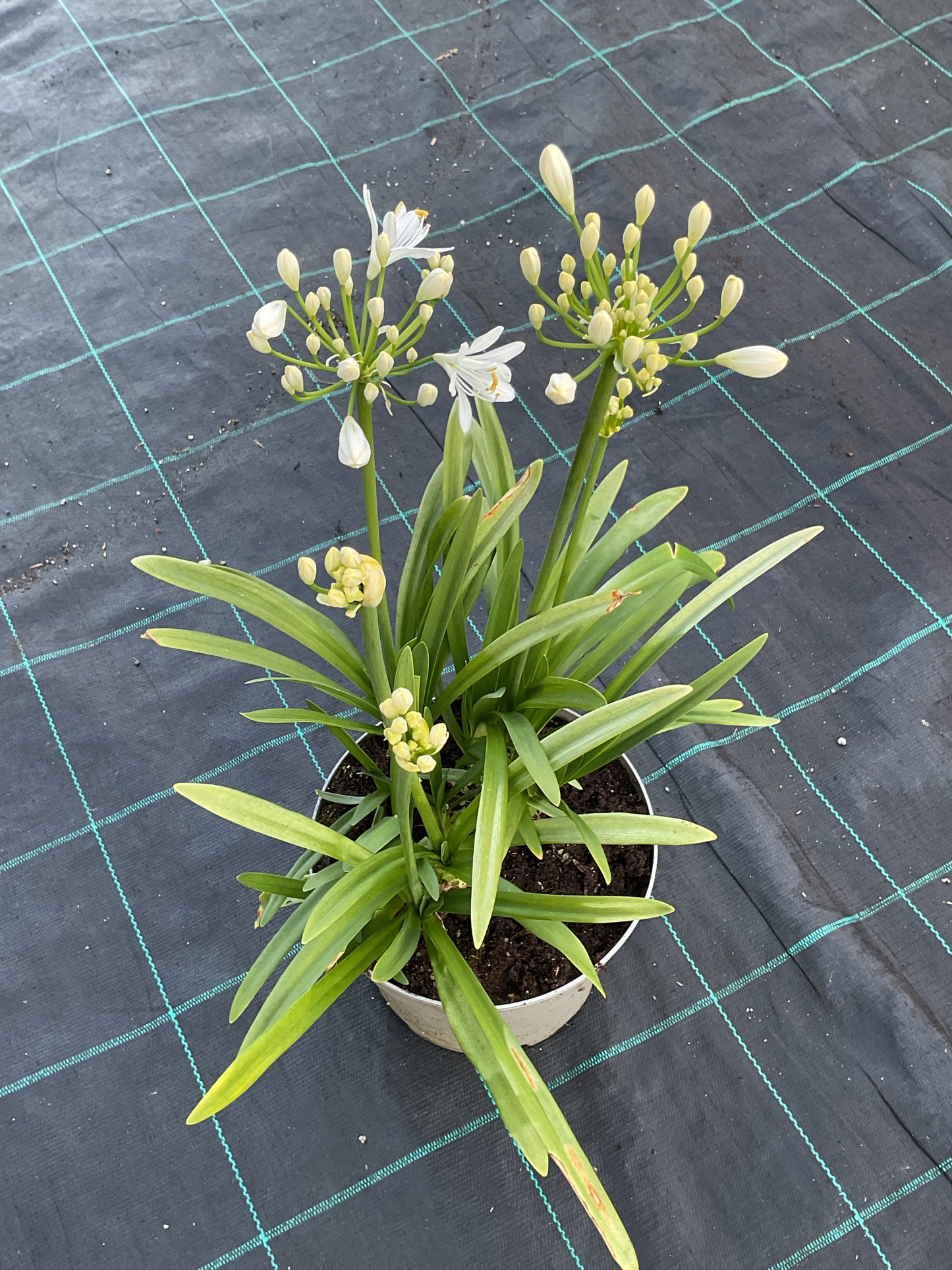 Agapanthus hybrid Hvit P19