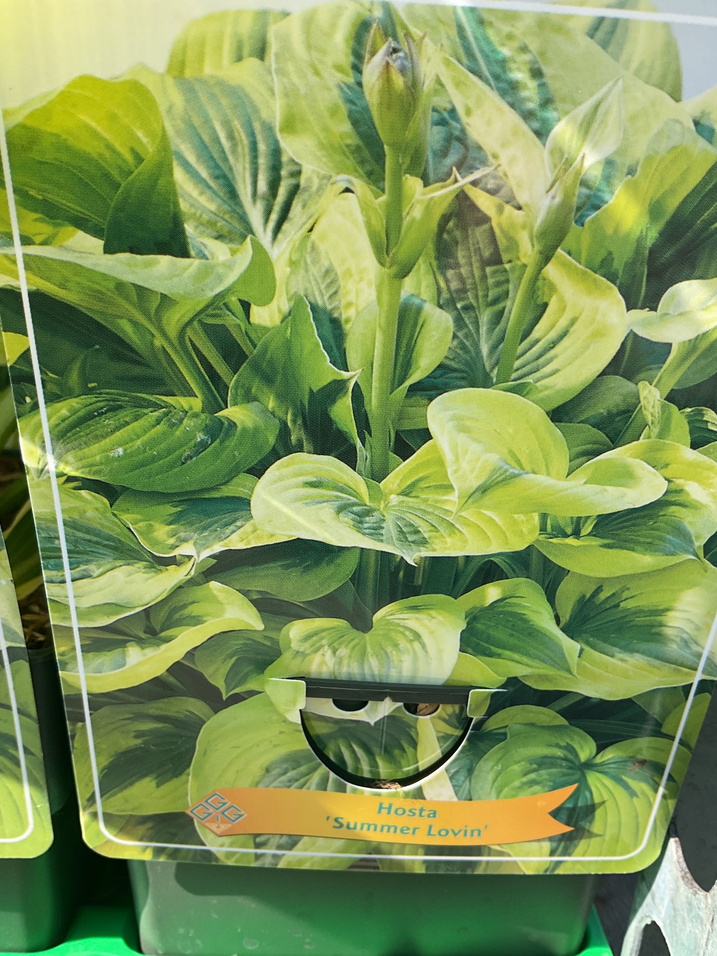Hosta ‘Summer Lovin’ P11x11