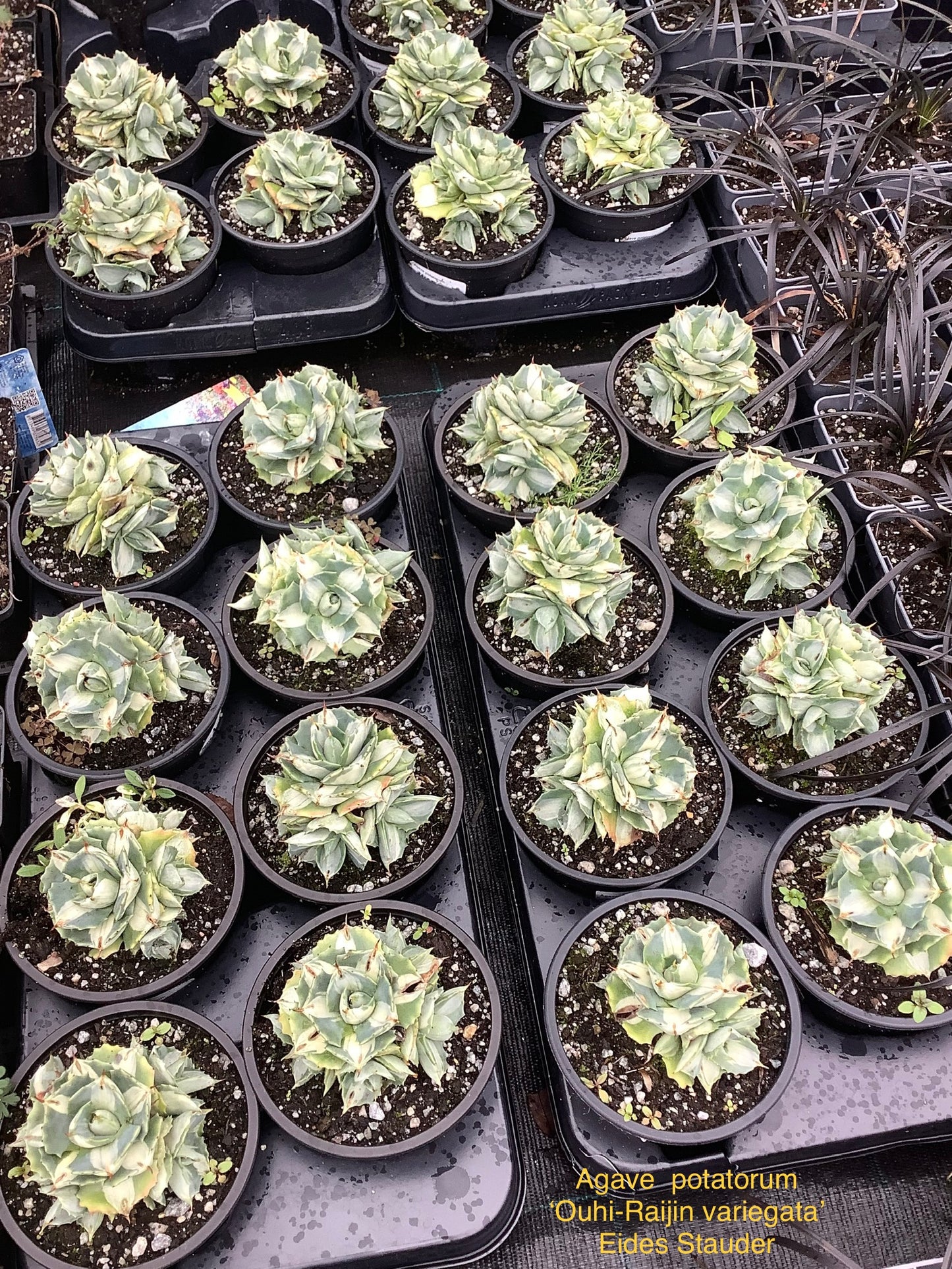 Agave potatorum ‘Ouhi-Rayin Variegata’