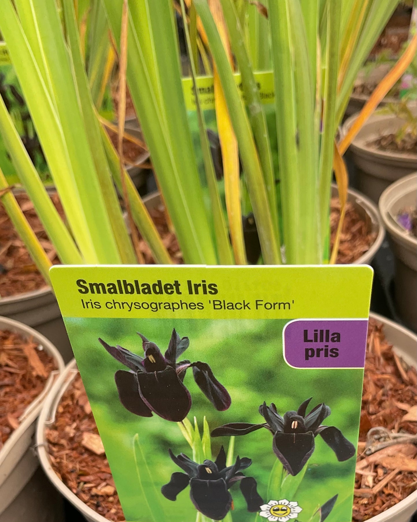 Iris chrysographes ‘Black Form’