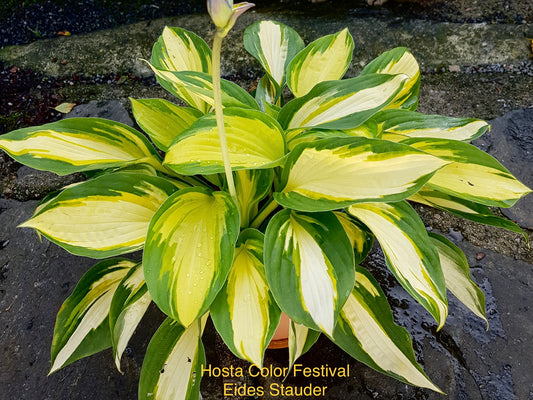 Hosta ‘Color Festival’