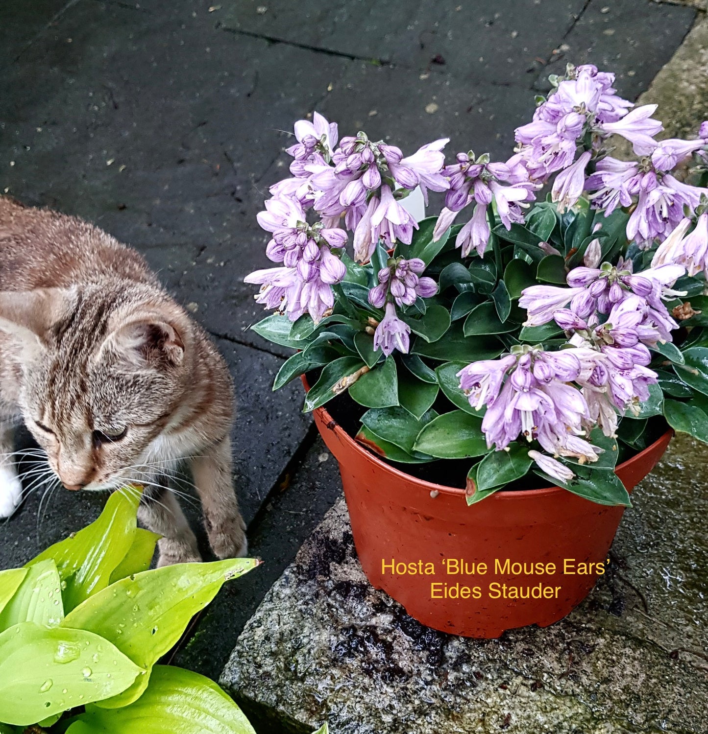 Hosta ‘Blue Mouse Ears’