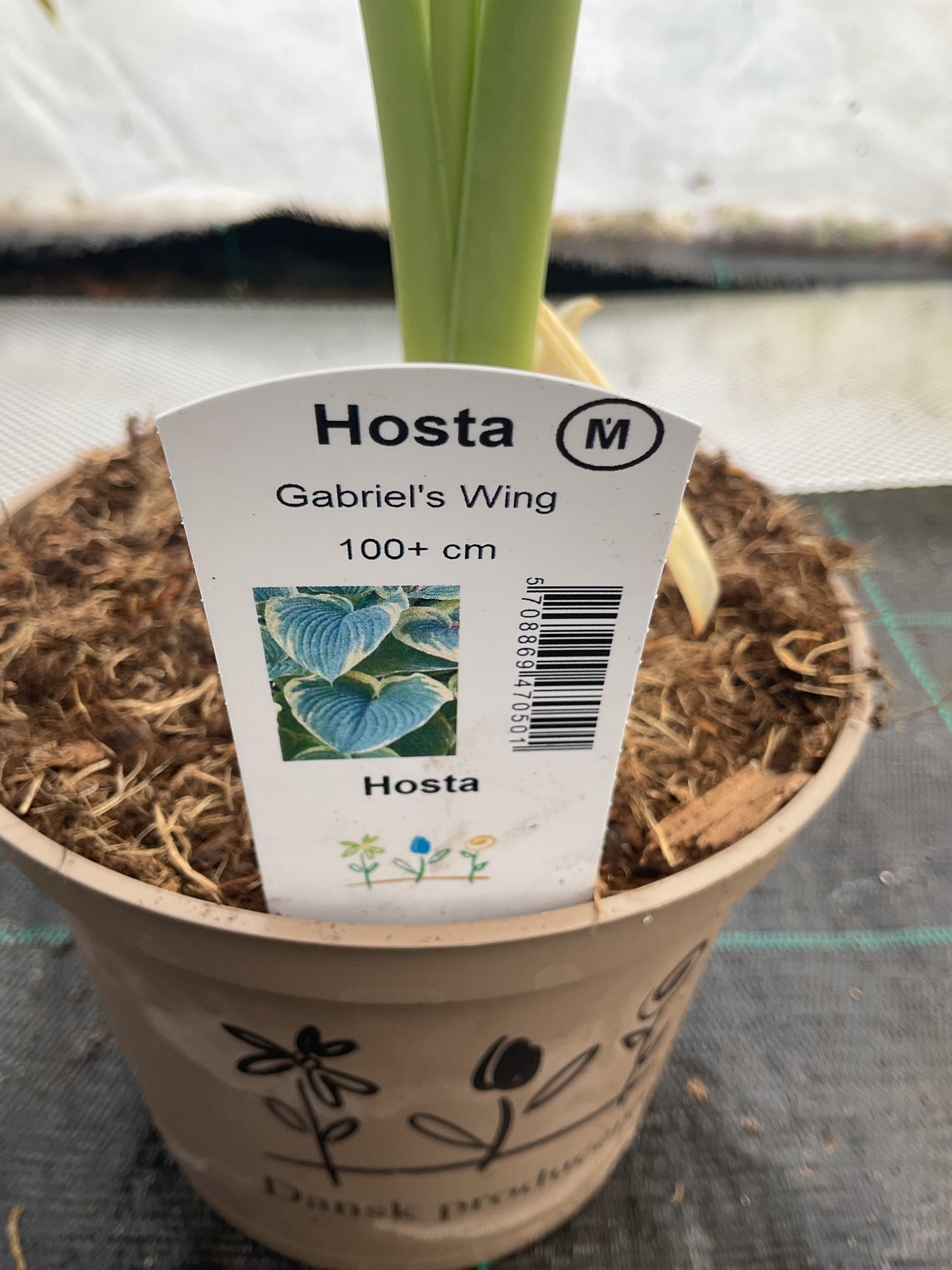 Hosta ‘Gabriel’s Wing’ P15