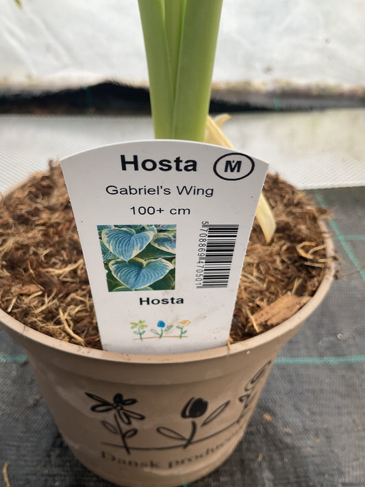 Hosta ‘Gabriel’s Wing’ P15