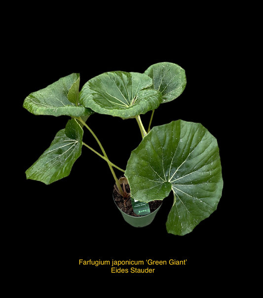 Farfugium japonicum ‘Green Giant’ P17
