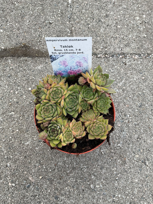 Sempervivum montanum P11