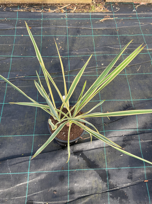 Yucca filamentosa ‘Bright Edge’ P15