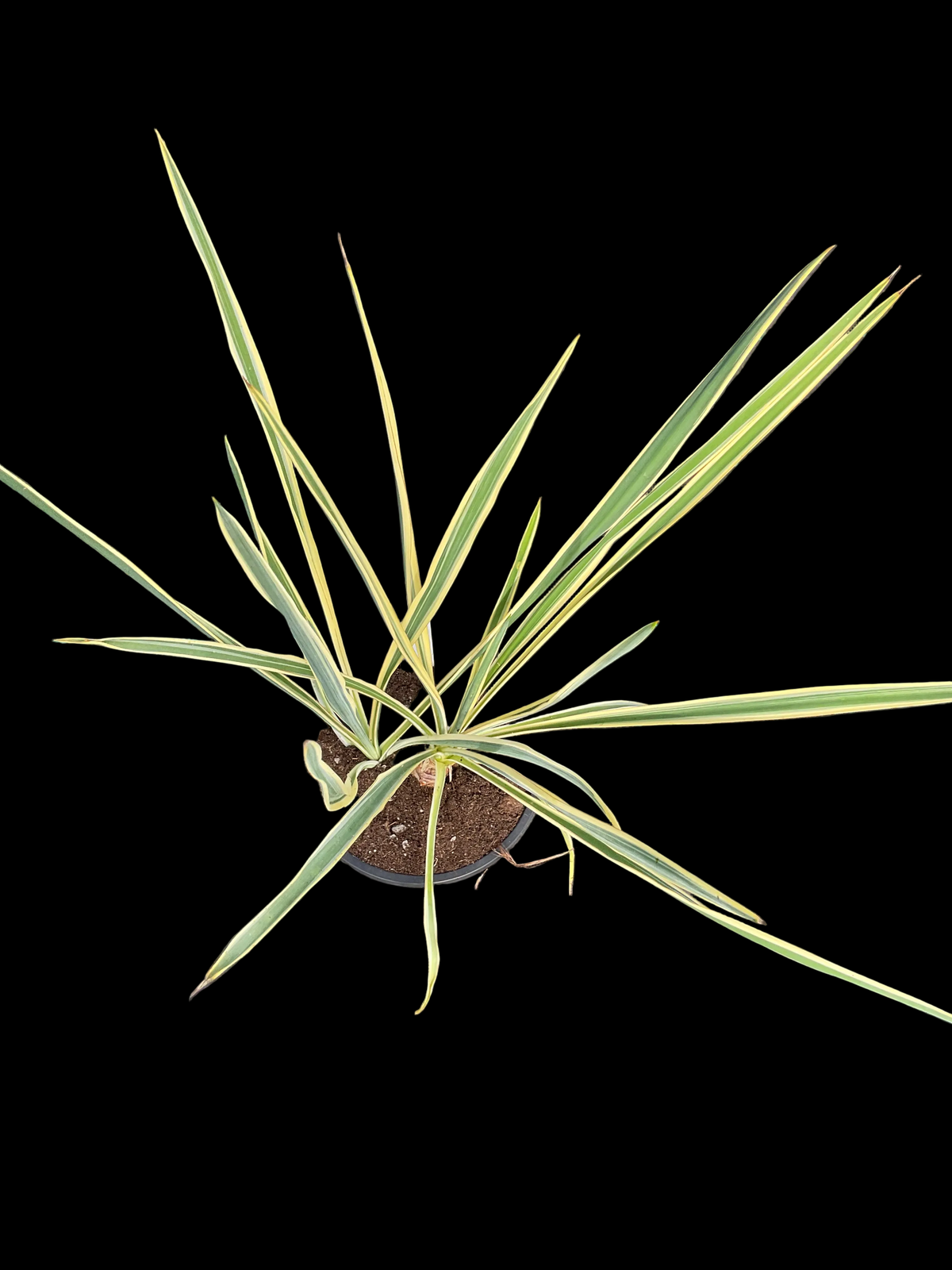 Yucca filamentosa ‘Bright Edge’ P15