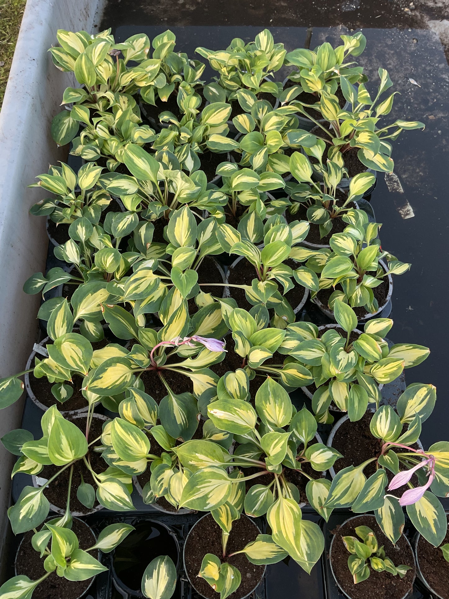 Hosta ‘Xanadu’ P12