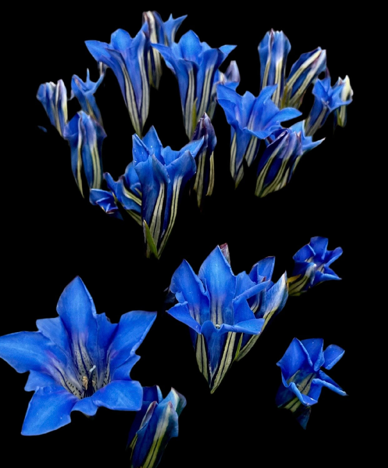 Gentiana sino-ornata ‘Blauer Zwerg’ P17