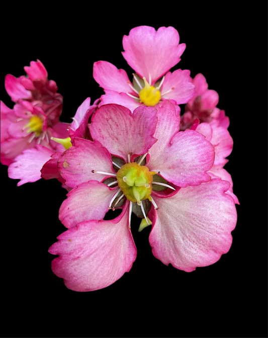 Saxifraga cortusifolia ‘Dancing Pixies Tony’  P13