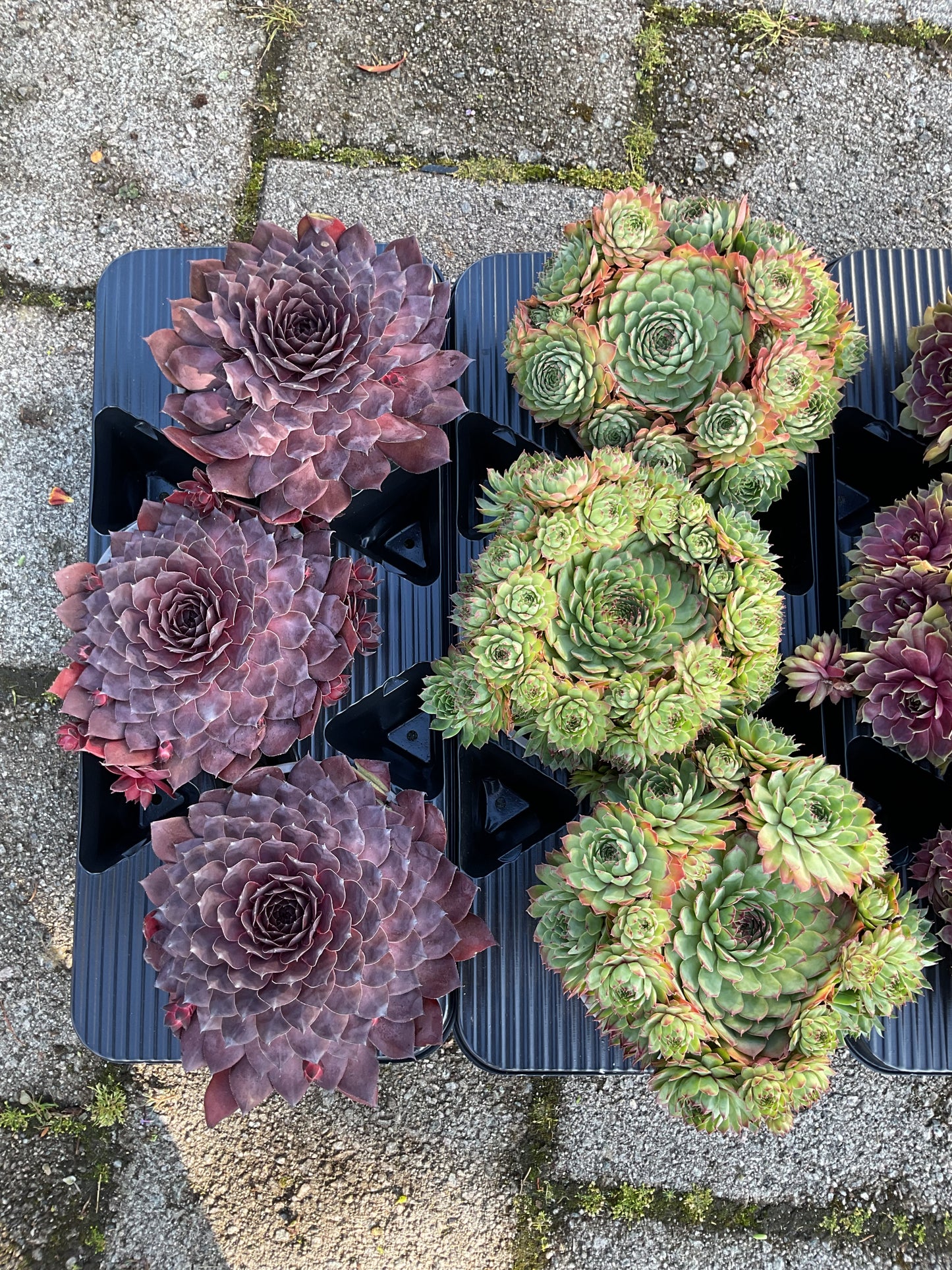 Sempervivum ‘Big Sam’ Kolleksjon av 4 stk mix i P17