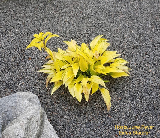 Hosta ‘June Fever’