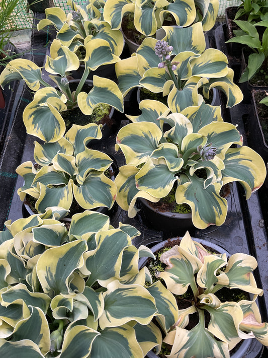 Hosta ‘Mini Skirt’ P12