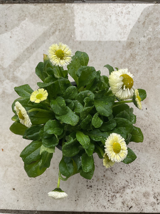 Tusenfryd Hvit Bellis perennis P9