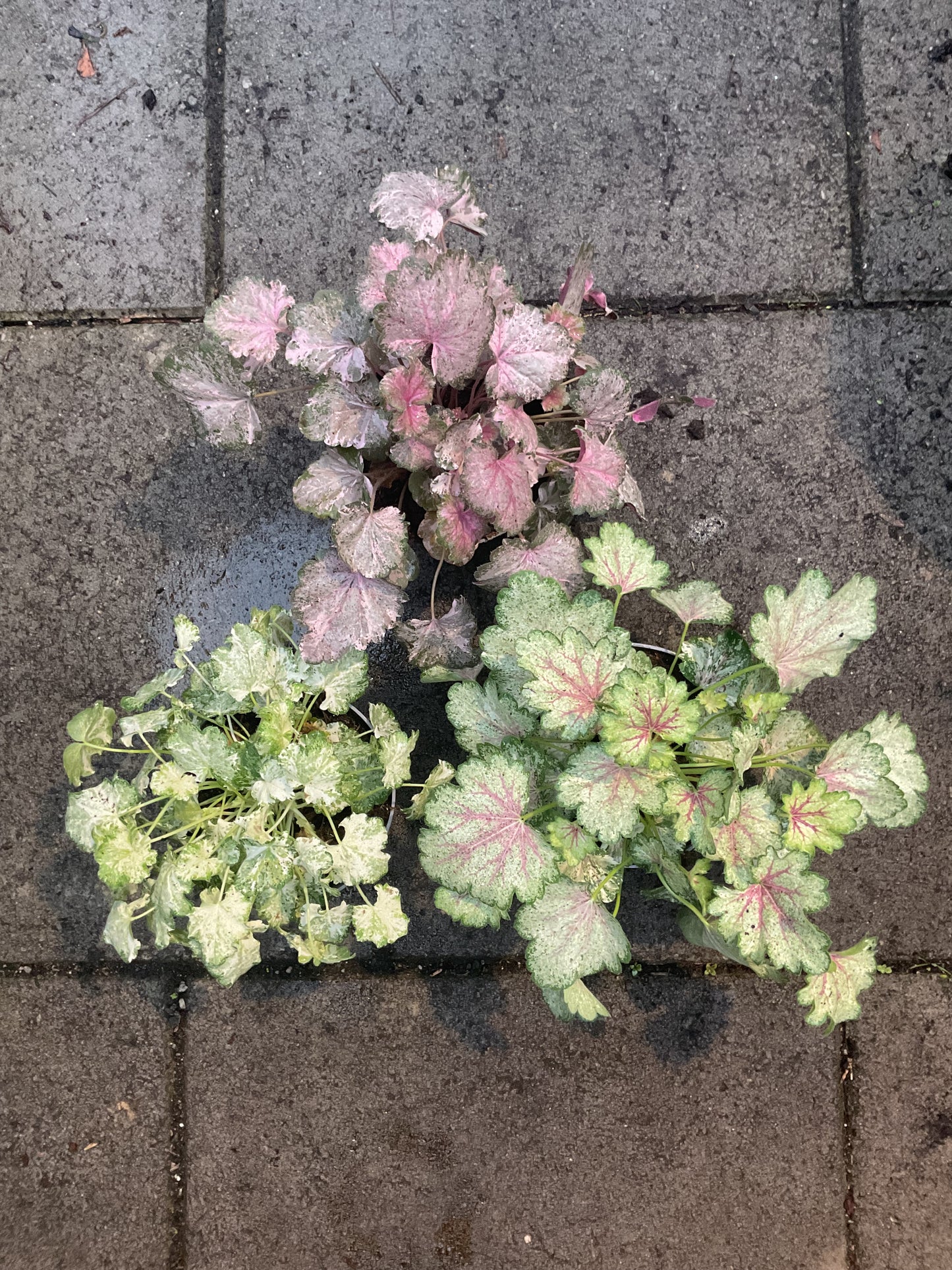 Heuchera ‘Panky’ serien i 3 sorter P11
