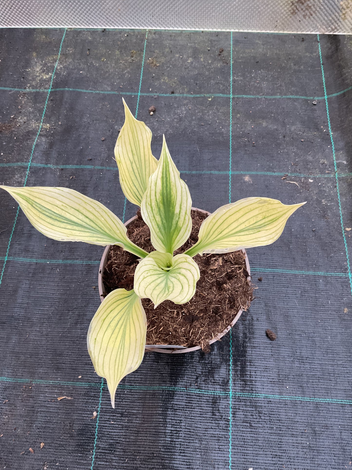 Hosta ‘Silver Feather’ P15