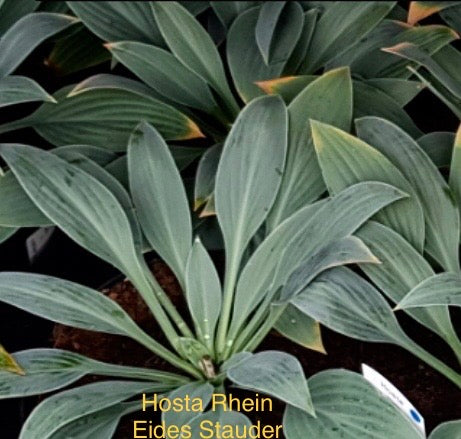 Hosta ‘Rhein’