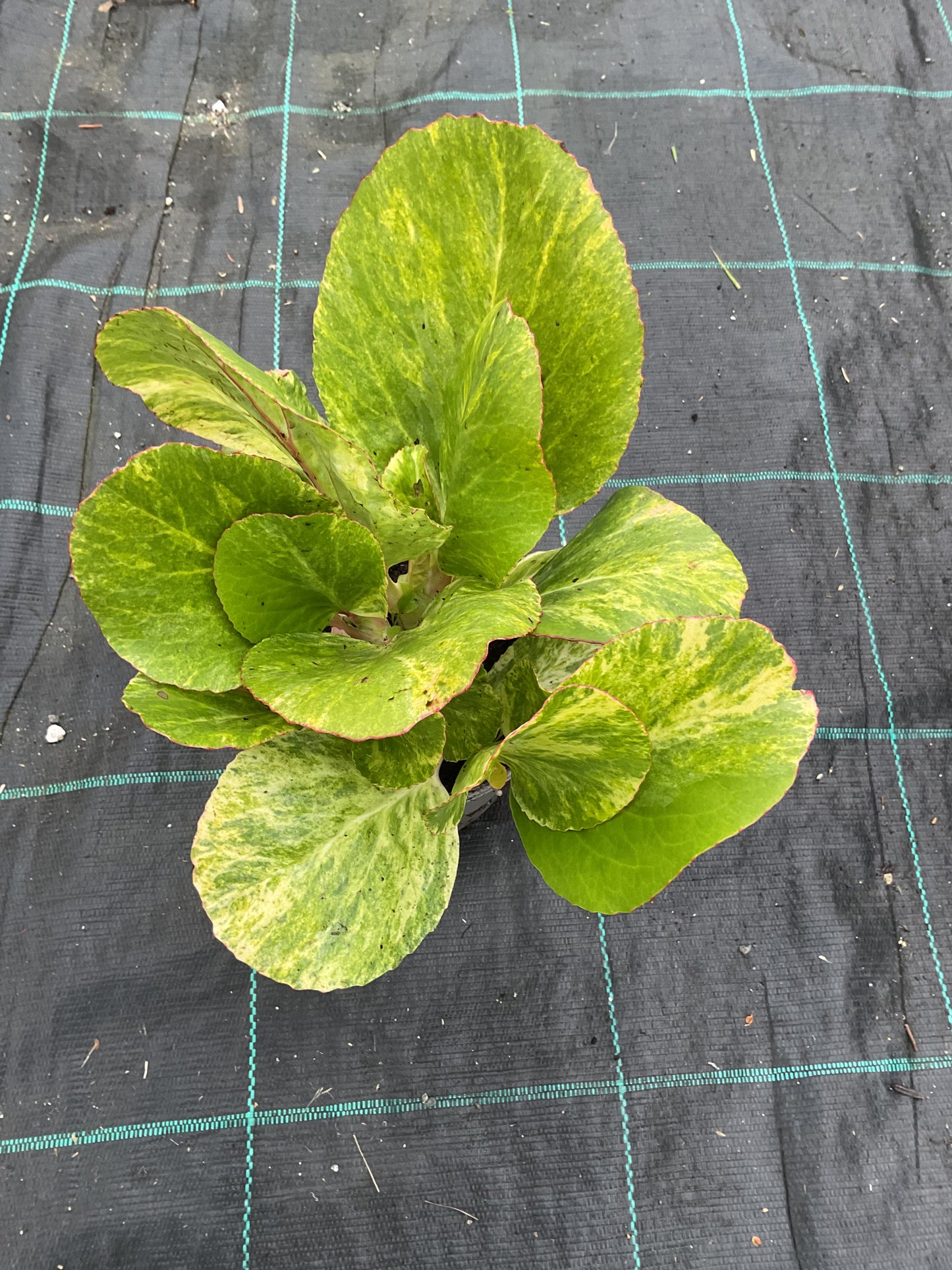 Bergenia cordifolia ‘Tubby Andrews’ P13