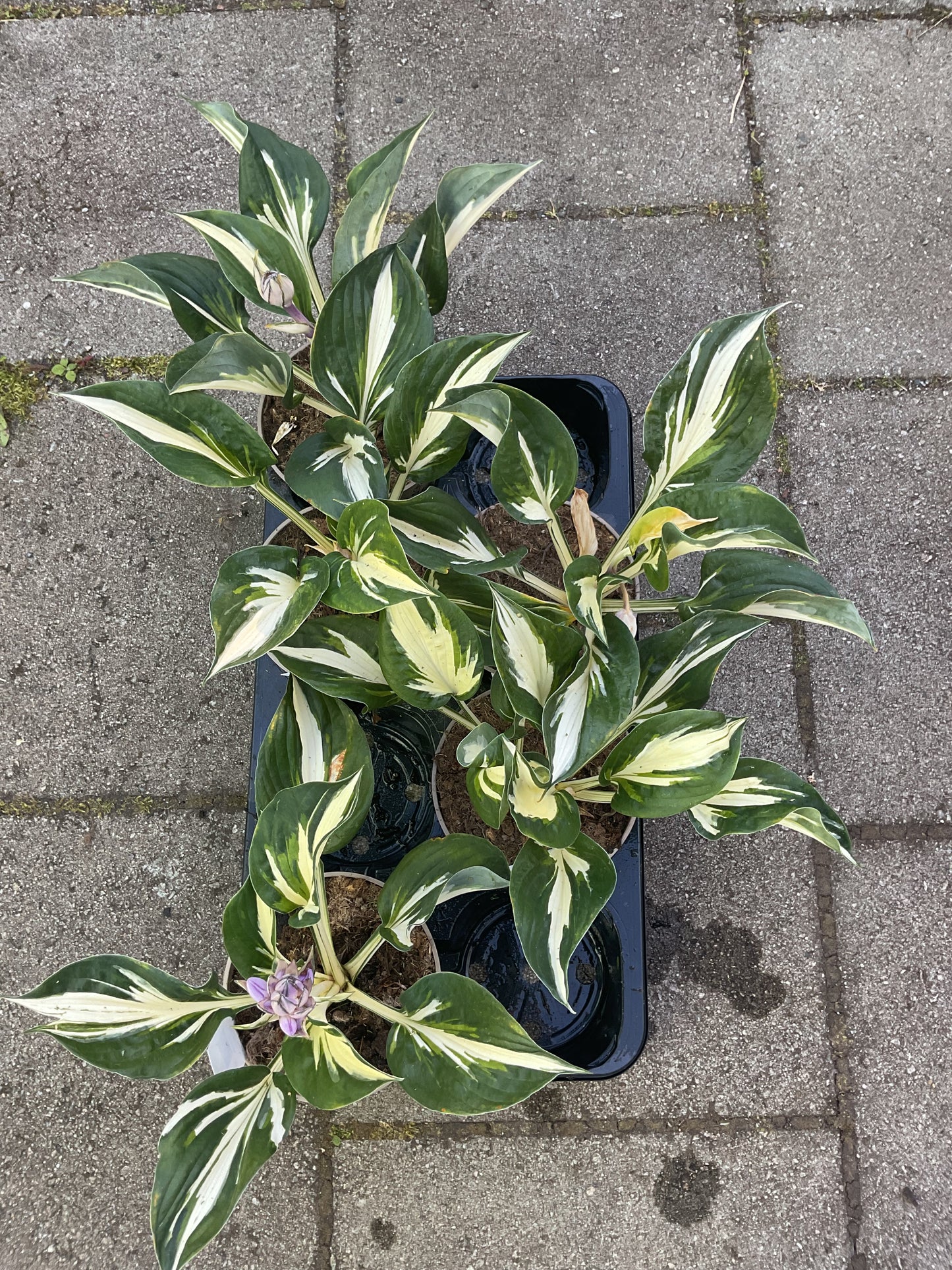 Hosta ‘Sting’
