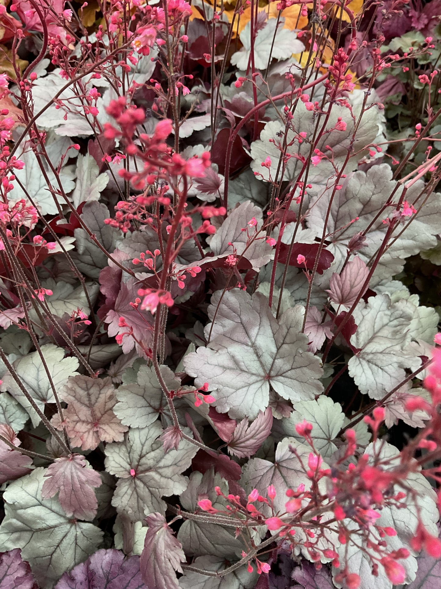 Heuchera ‘Silver Gumdrop’ P12